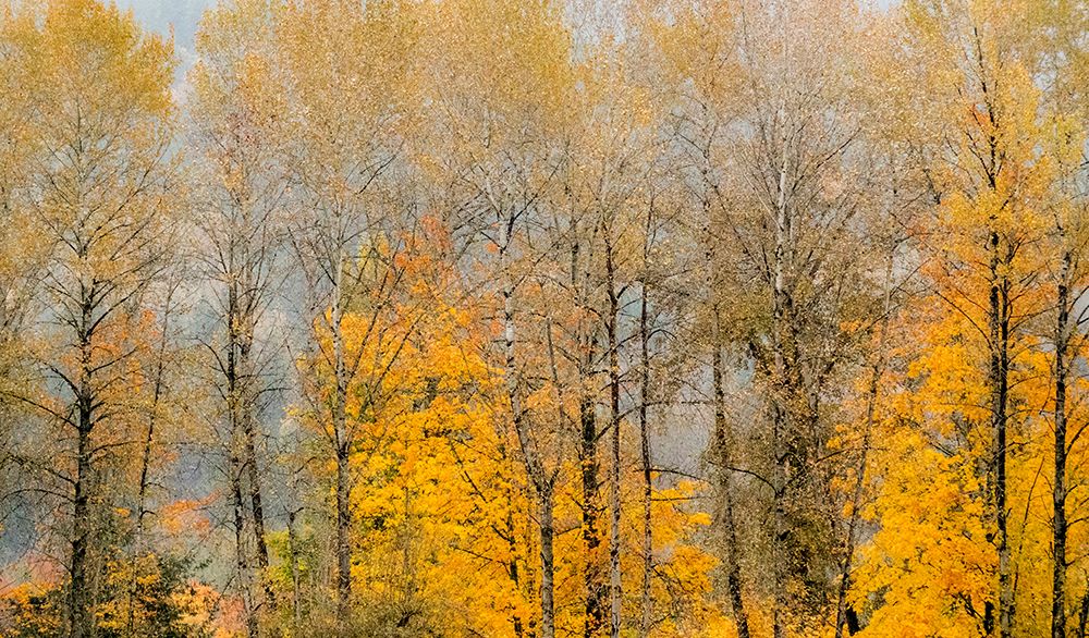 USA-Washington State-Preston-Cottonwoods trees in fall colors art print by Sylvia Gulin for $57.95 CAD